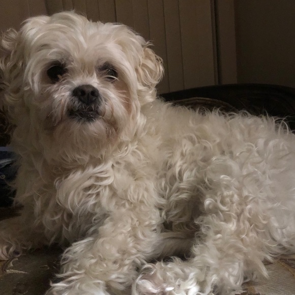 Meet your Posher, Bianca - Picture 1 of 1